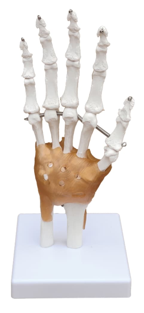 Modelo de articulación de la mano de Inael